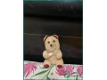 soft-and-singing-toys-for-sale-exit-sale-small-1