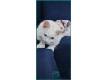 adopt-a-beloved-6-month-old-white-turkish-cat-small-0