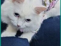 adopt-a-beloved-6-month-old-white-turkish-cat