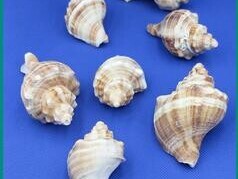 decorative-seashells-for-fish-tank-jeddah