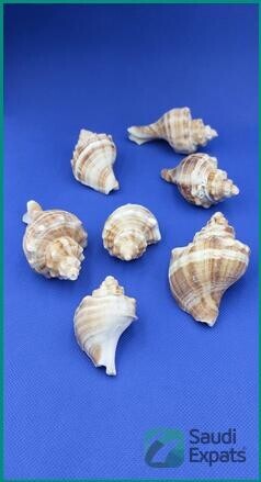 decorative-seashells-for-fish-tank-jeddah-big-0