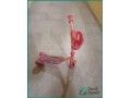 affordable-scooty-for-sale-in-umm-al-hamam-small-0