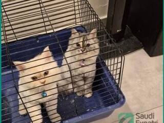 free-american-and-persian-cat-pairs-in-dammam