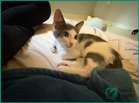 adorable-free-kitten-4-months-old-big-1