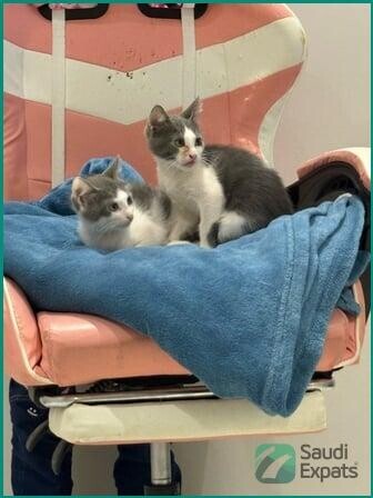 adorable-free-kitten-4-months-old-big-4