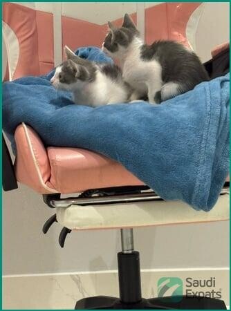 adorable-free-kitten-4-months-old-big-2