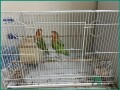 active-parrot-with-cage-for-sale-in-dammam-small-1