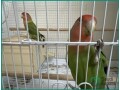 active-parrot-with-cage-for-sale-in-dammam-small-4