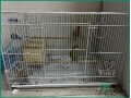 active-parrot-with-cage-for-sale-in-dammam-small-0