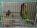active-parrot-with-cage-for-sale-in-dammam-small-2