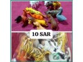 affordable-learning-toys-set-in-khobar-small-3