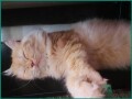 persian-cat-for-adoption-in-riyadh-2-year-old-male-small-2