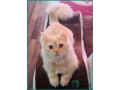 persian-cat-for-adoption-in-riyadh-2-year-old-male-small-1