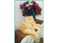 persian-cat-for-adoption-in-riyadh-2-year-old-male-small-0