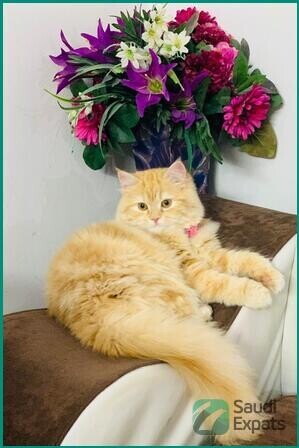 persian-cat-for-adoption-in-riyadh-2-year-old-male-big-0