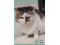 free-female-cat-with-essentials-find-a-loving-home-in-al-khobar-small-0