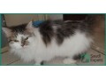free-female-cat-with-essentials-find-a-loving-home-in-al-khobar-small-4