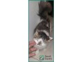 free-female-cat-with-essentials-find-a-loving-home-in-al-khobar-small-2