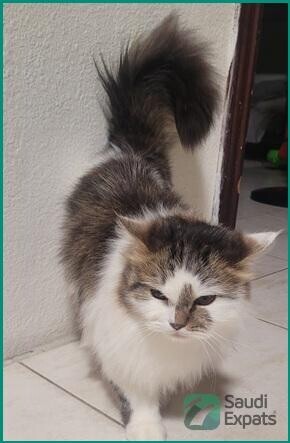 free-female-cat-with-essentials-find-a-loving-home-in-al-khobar-big-1