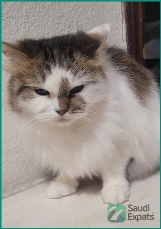 free-female-cat-with-essentials-find-a-loving-home-in-al-khobar-big-0