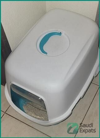 free-female-cat-with-essentials-find-a-loving-home-in-al-khobar-big-3