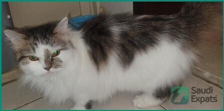 free-female-cat-with-essentials-find-a-loving-home-in-al-khobar-big-4