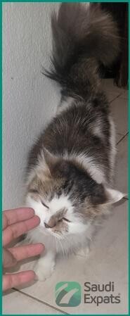 free-female-cat-with-essentials-find-a-loving-home-in-al-khobar-big-2