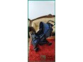 juniors-stroller-in-excellent-condition-riyadh-small-0