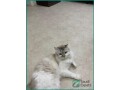 adopt-a-loving-ragdoll-persian-mix-cat-in-dammam-small-2
