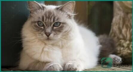 adopt-a-loving-ragdoll-persian-mix-cat-in-dammam-big-0
