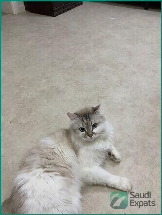 adopt-a-loving-ragdoll-persian-mix-cat-in-dammam-big-2