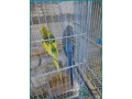 healthy-breeding-pair-of-budgies-for-sale-in-riyadh-small-0