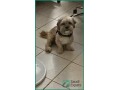 temporary-home-needed-for-3-year-old-shih-tzu-in-riyadh-small-0