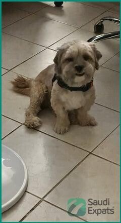 temporary-home-needed-for-3-year-old-shih-tzu-in-riyadh-big-0