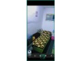 room-for-rent-in-malaz-riyadh-sar-1250month-small-1