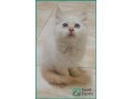 adopt-himalayansiberian-kittens-in-riyadh-25-months-old-small-1