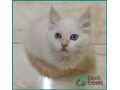adopt-himalayansiberian-kittens-in-riyadh-25-months-old-small-0