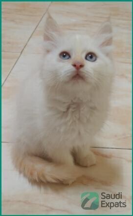 adopt-himalayansiberian-kittens-in-riyadh-25-months-old-big-1