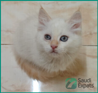 adopt-himalayansiberian-kittens-in-riyadh-25-months-old-big-0