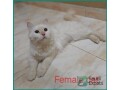 free-adoption-1-year-old-himalayansiberian-cats-in-riyadh-small-0