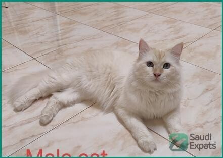 free-adoption-1-year-old-himalayansiberian-cats-in-riyadh-big-1