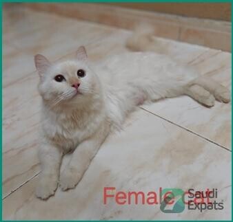 free-adoption-1-year-old-himalayansiberian-cats-in-riyadh-big-0