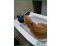 friendly-orange-cat-for-adoption-in-dammam-small-1