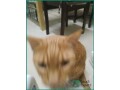 friendly-orange-cat-for-adoption-in-dammam-small-3