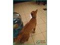 friendly-orange-cat-for-adoption-in-dammam-small-2