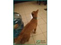 friendly-orange-cat-for-adoption-in-dammam-small-4