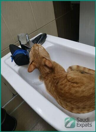 friendly-orange-cat-for-adoption-in-dammam-big-1