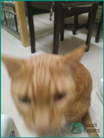 friendly-orange-cat-for-adoption-in-dammam-big-3
