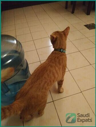 friendly-orange-cat-for-adoption-in-dammam-big-2