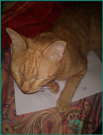 friendly-orange-cat-for-adoption-in-dammam-big-0